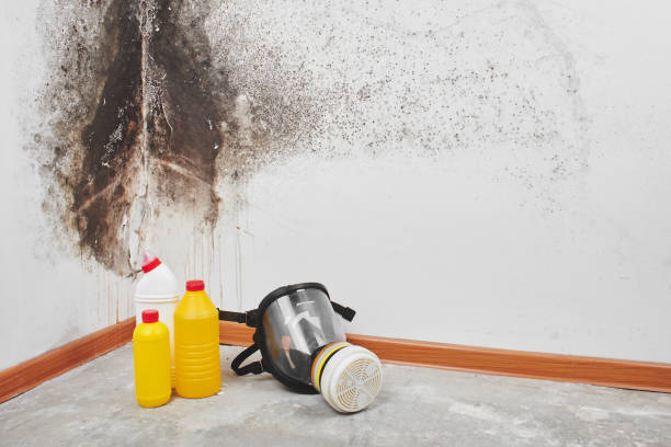 Best Black Mold Removal  in Hartwell, GA
