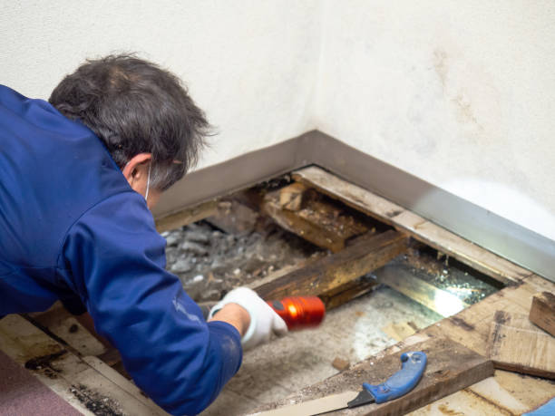 Best Mold Inspection  in Hartwell, GA