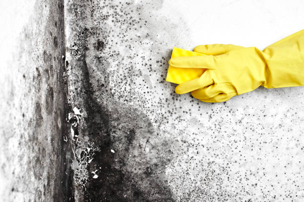 Certified Mold Removal in Hartwell, GA