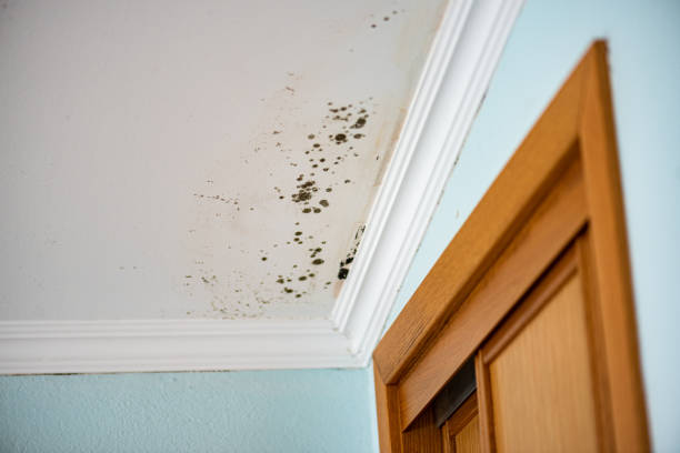 Best Commercial Mold Removal  in Hartwell, GA