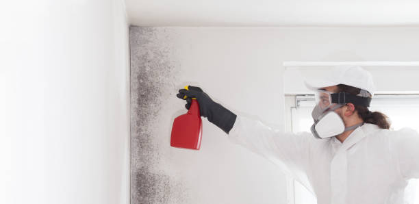 Best Same-Day Mold Removal  in Hartwell, GA