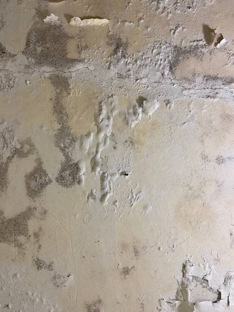 Best Certified Mold Removal  in Hartwell, GA