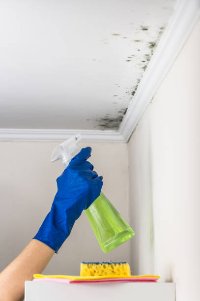 Best Toxic Mold Removal  in Hartwell, GA